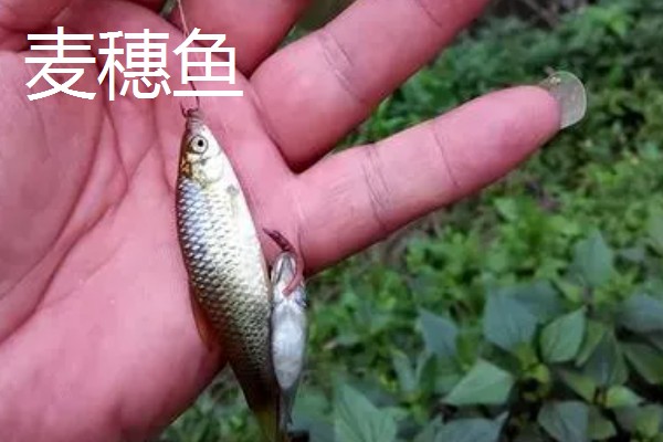 0.3号子线与几号袖钩一起用，搭配0.5-0.8号袖钩