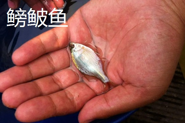 0.3号子线与几号袖钩一起用，搭配0.5-0.8号袖钩