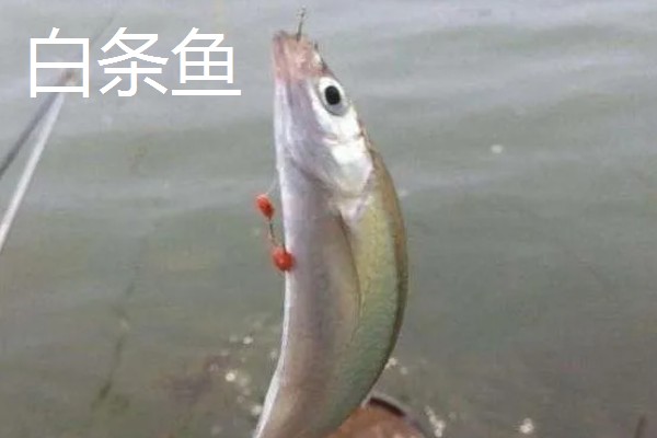 0.3号子线与几号袖钩一起用，搭配0.5-0.8号袖钩