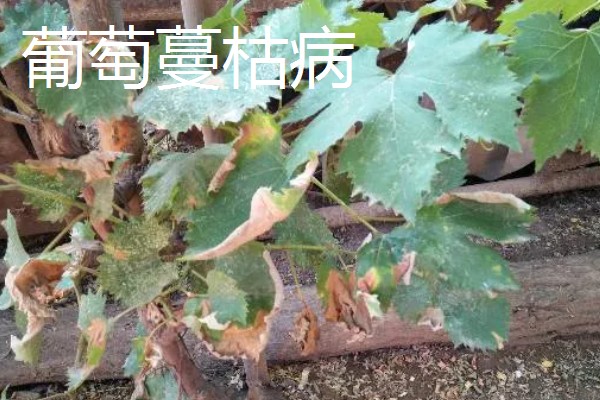 葡萄枝干枯了会不会死亡，横截面呈绿色且有汁液渗出就能存活