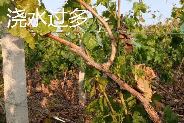 葡萄枝干枯了会不会死亡，横截面呈绿色且有汁液渗出就能存活