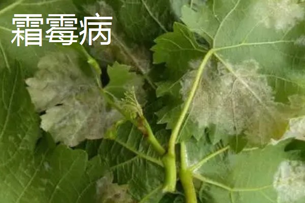 葡萄枝干枯了会不会死亡，横截面呈绿色且有汁液渗出就能存活