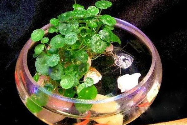 用鱼缸养铜钱草的固定方法，用陶粒将根部压在水中