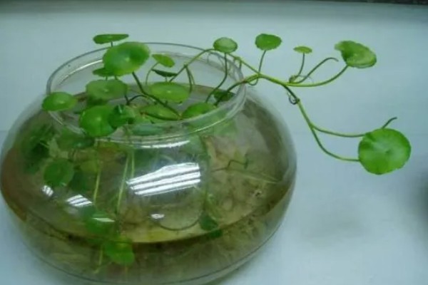 用鱼缸养铜钱草的固定方法，用陶粒将根部压在水中