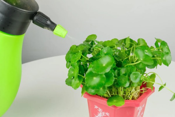 用鱼缸养铜钱草的固定方法，用陶粒将根部压在水中