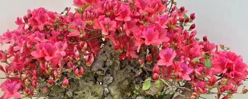 10月份能不能栽活映山红，种植后不会死亡