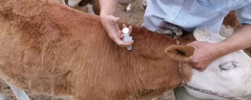 怎么给牛打针，分为肌肉注射、静脉注射等方式