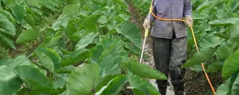 芋头怎么施肥，第一次追肥可亩施尿素10-15公斤