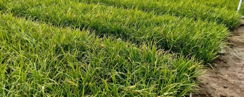 种植麦冬的效益，每亩地可获纯利1.6万元左右