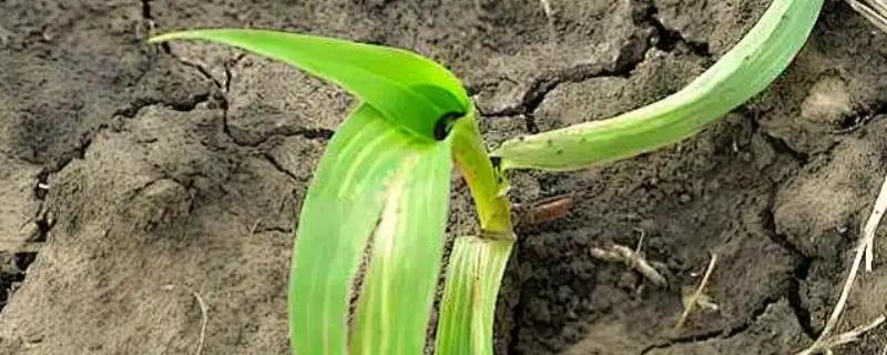 玉米受药害的症状，其心叶会发黄