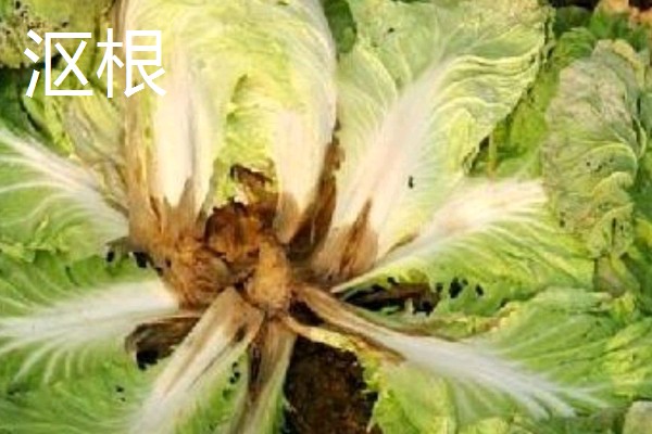 白菜烂根的原因,可能是出现了沤根或者软腐病所致