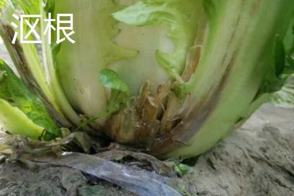 白菜烂根的原因,可能是出现了沤根或者软腐病所致