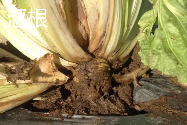 白菜烂根的原因,可能是出现了沤根或者软腐病所致