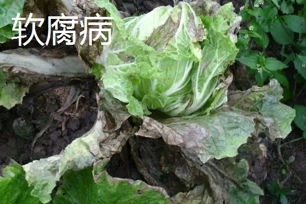 白菜烂根的原因,可能是出现了沤根或者软腐病所致