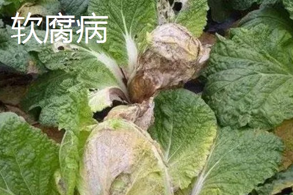 白菜烂根的原因,可能是出现了沤根或者软腐病所致