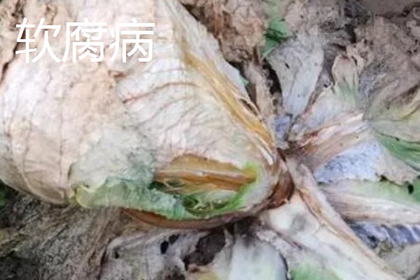 白菜烂根的原因,可能是出现了沤根或者软腐病所致