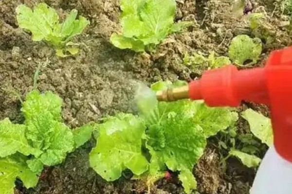 白菜烂根的原因,可能是出现了沤根或者软腐病所致