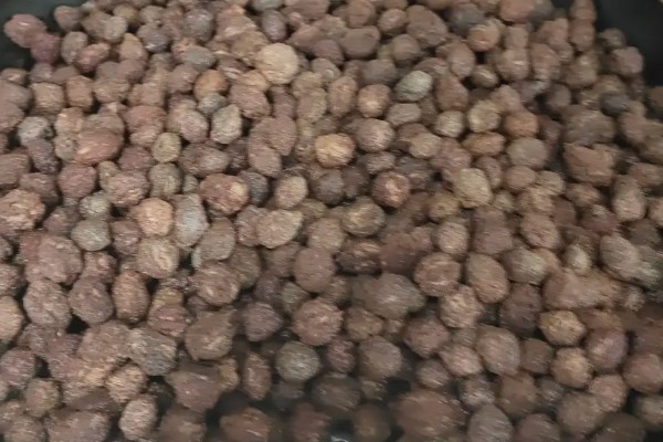 杨梅种子如何催芽,可以用湿巾或者温水催芽