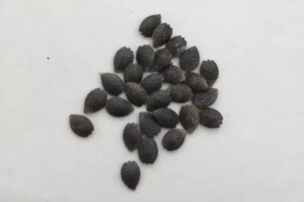 杨梅种子如何催芽,可以用湿巾或者温水催芽