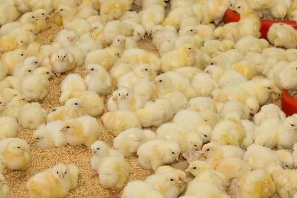 小鸡不吃东西站不起来怎么处理,根据病因对症治疗