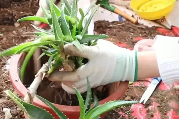 芦荟的种植方法，春季或秋季均可种植