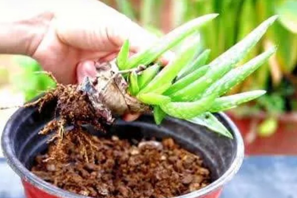 芦荟的种植方法，春季或秋季均可种植