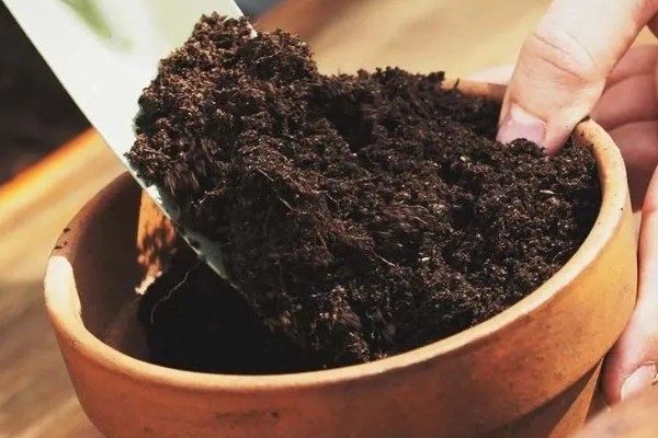 芦荟的种植方法，春季或秋季均可种植