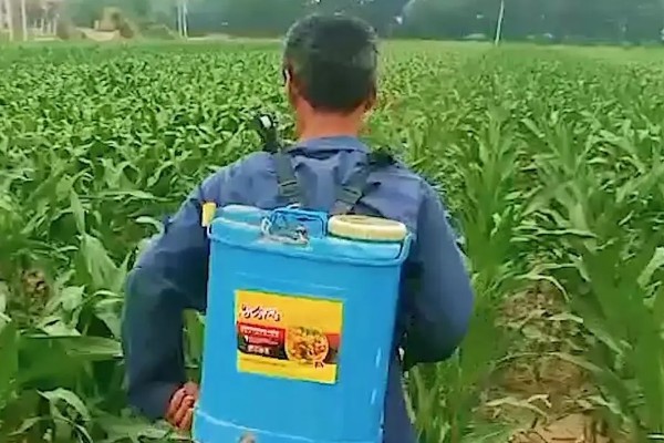 玉米大喇叭口期打哪种药，针对不同的害虫使用不同的药物