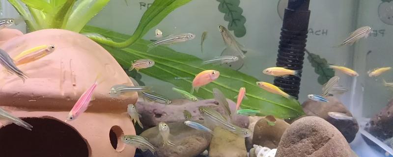灯鱼能不能和斑马鱼混养，二者可以养在一起