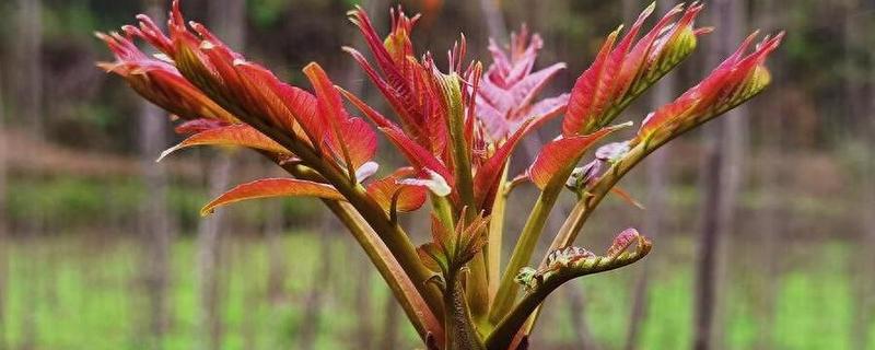 香椿简介，又名香椿芽、香椿、香桩头等