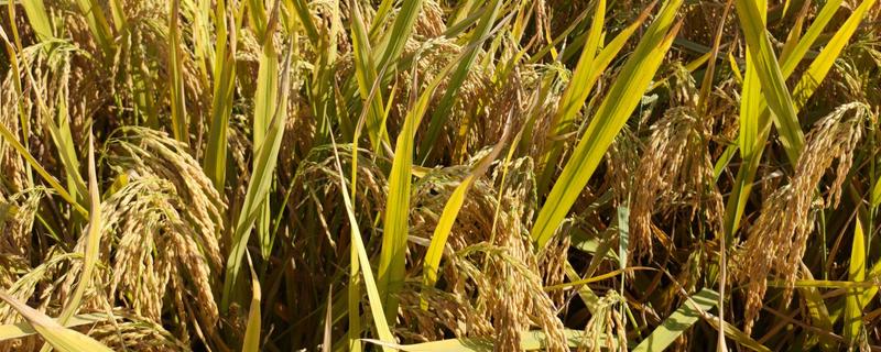 我国有哪些粮食主产区，辽宁省、山东省、湖南省等省区产出的粮食较多