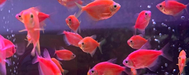 红鹦鹉鱼变白的原因，缺氧、受惊、水质差等因素都会导致