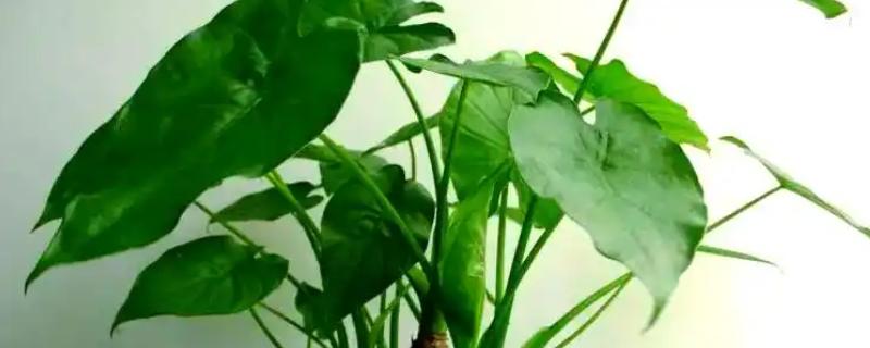 滴水观音的繁殖方式，对枝条涂抹生根粉再插入基质中