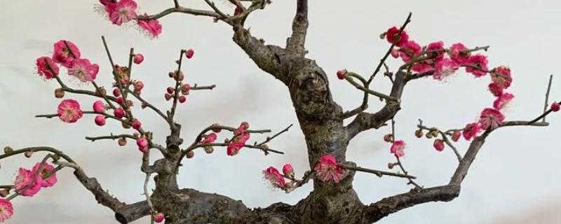 代表冬天的植物，有虎刺梅、梅花等