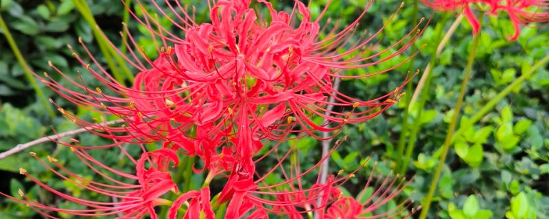 彼岸花的花语，寓意优美纯洁、死亡之美