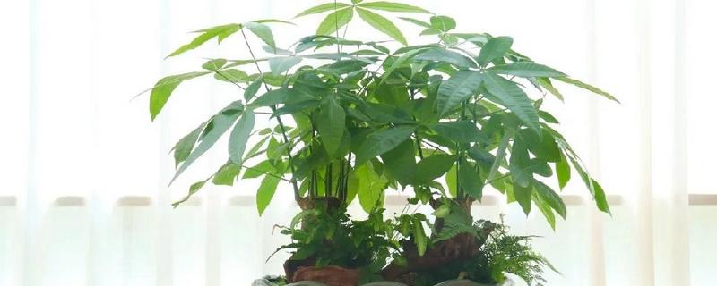 发财树过度浇水如何处理，暂停浇水并翻松土壤