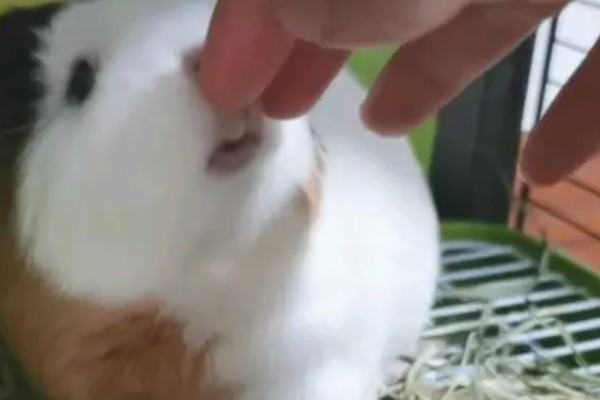 荷兰猪的寿命,一般可以超过10年