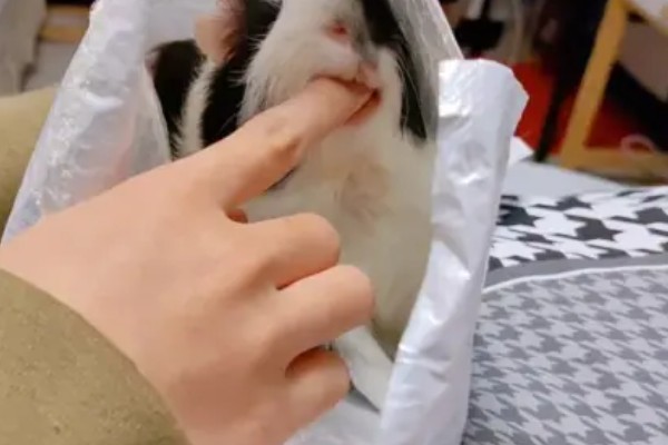 荷兰猪的寿命,一般可以超过10年