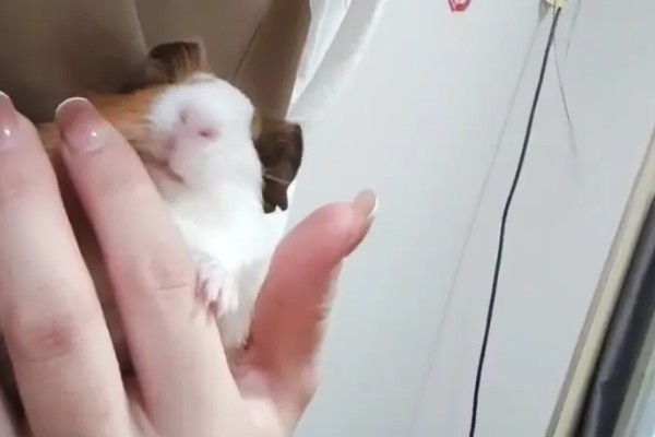 荷兰猪的寿命,一般可以超过10年