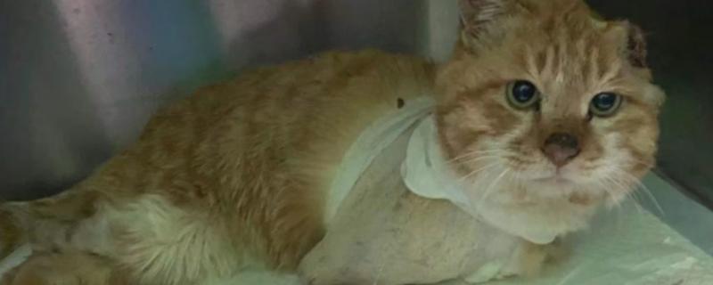 猫传腹过多长时间会死亡，不及时治疗只能存活2-3个月左右