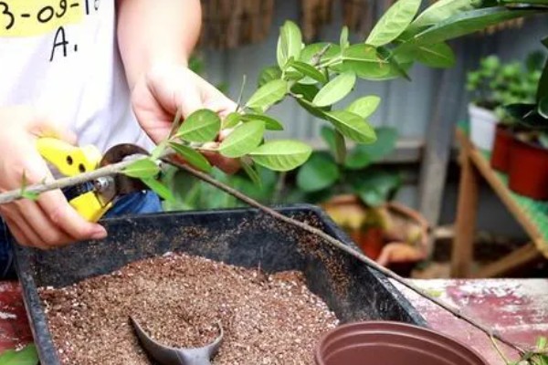 幌伞枫怎么养殖，平时把温度保持在25℃以上