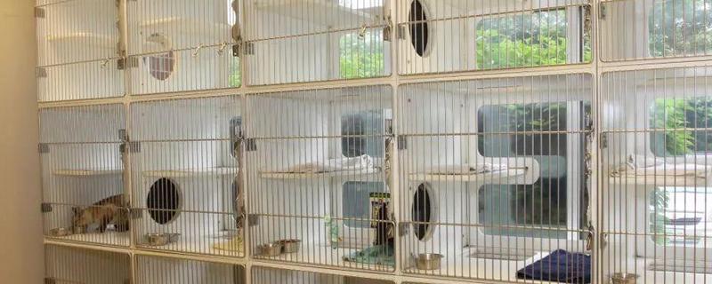 猫咪的寄养方法，常见以下6种方式