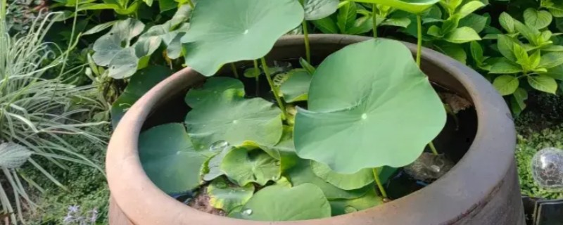 水缸种藕过冬方法，放在室内有阳光的地方养护