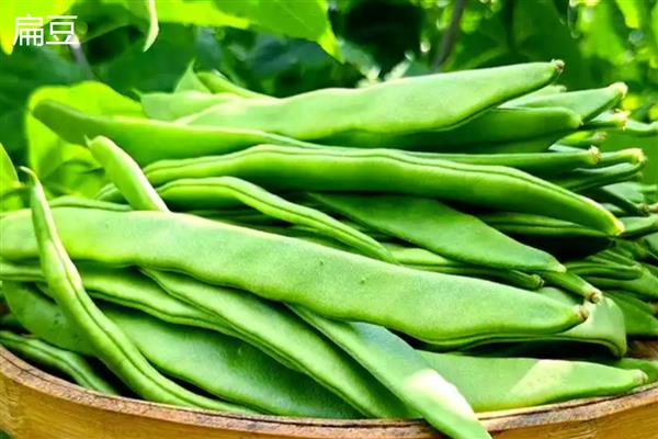 扁豆与荷兰豆的区别,种属和外形均不同