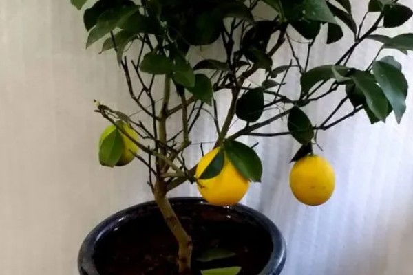 柠檬树生虫怎么防治,粉蝶类害虫可以喷施杀灭菊酯