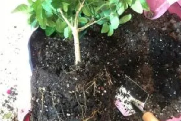 柠檬树生虫怎么防治,粉蝶类害虫可以喷施杀灭菊酯