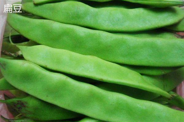 扁豆与荷兰豆的区别,种属和外形均不同