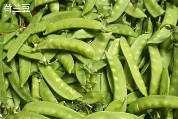 扁豆与荷兰豆的区别,种属和外形均不同