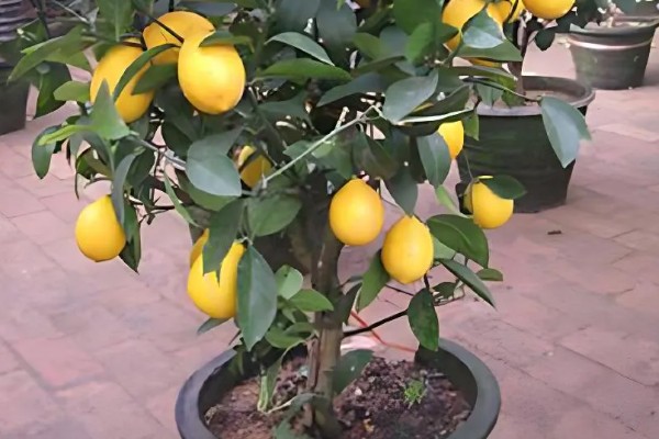 柠檬树生虫怎么防治,粉蝶类害虫可以喷施杀灭菊酯