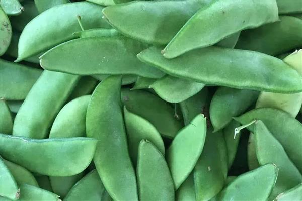 扁豆与荷兰豆的区别,种属和外形均不同